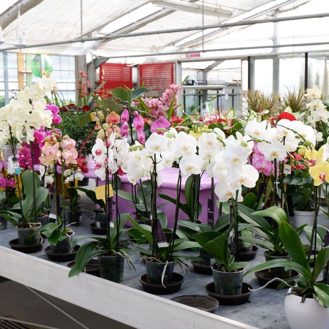 natura trentino vivai passerini