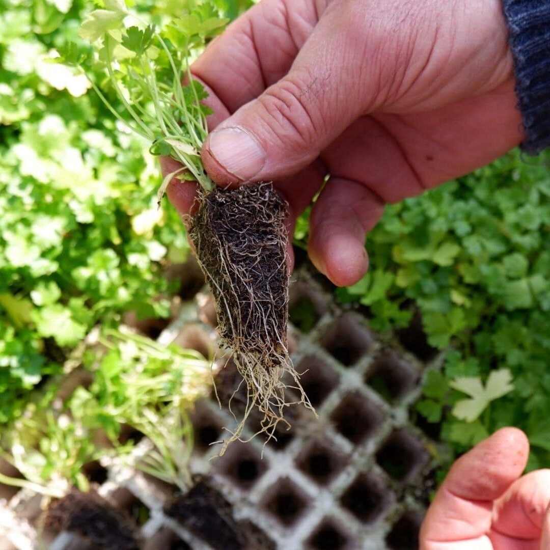 natura trentino vivai passerini